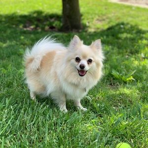 Meet your Posher, Ariana